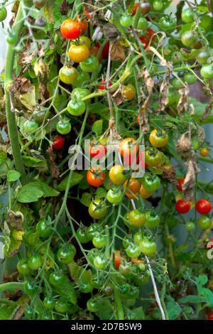 Trauben von rot-grünen Kirschtomaten in einem Gewächshaus. Stockfoto