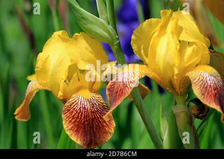 Nahaufnahme der gelben Bartirisen (Iris x germanica) in einem New England Garten im Frühjahr Stockfoto