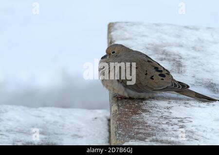 Eine einsame Trauertaube (Zenaida macroura), die im Winter in Neuengland auf einer schneebedeckten Stufe thront Stockfoto