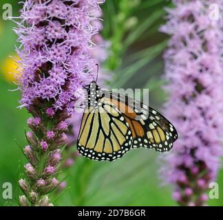 Nahaufnahme eines Monarchen-Schmetterlings (Danaus plexippus), auch bekannt als Milchkrautfalter, der sich in einem Garten auf lodernden Sternen ernährt (Liatris spicata) Stockfoto