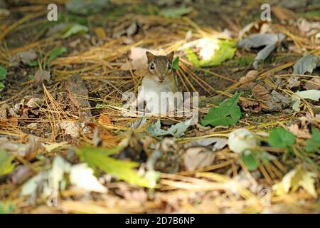 Ein östlicher Streifenhörnchen (Tamias striatus) Aus seinem unterirdischen Bau im Herbst in Neu-England Stockfoto