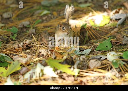 Ein östlicher Streifenhörnchen (Tamias striatus) Aus seinem unterirdischen Bau im Herbst in Neu-England Stockfoto