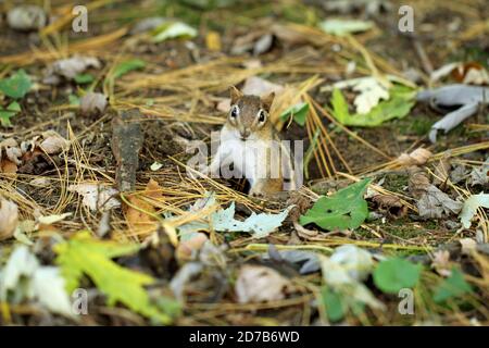 Ein östlicher Streifenhörnchen (Tamias striatus) Aus seinem unterirdischen Bau im Herbst in Neu-England Stockfoto