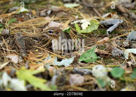 Ein gut getarnter östlicher Streifenhörnchen (Tamias striatus) Aus seinem unterirdischen Bau im Herbst in Neu-England Stockfoto