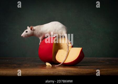 Eine süße weiße Ratte, die auf einem roten Edam-Käse sitzt stillife grüner Hintergrund Stockfoto
