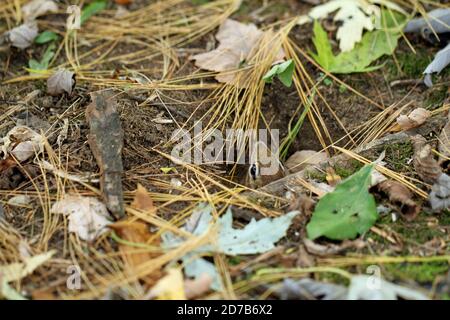 Ein östlicher Streifenhörnchen (Tamias striatus), der aus seinem unterirdischen Bau herauskommt und zwischen Herbstblättern getarnt ist Stockfoto