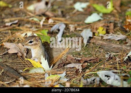 Ein gut getarnter östlicher Streifenhörnchen (Tamias striatus) Aus seinem unterirdischen Bau im Herbst in Neu-England Stockfoto