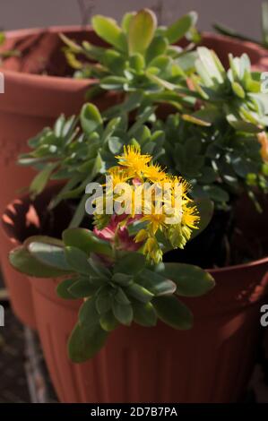 Nahaufnahme eines blühenden Astes eines gelb blühenden Sempervivum Saftig Stockfoto