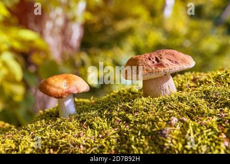 Großer weißer Pilz im Sommerwald. Pilze in einer natürlichen Umgebung vor dem Hintergrund eines Herbstwaldes aus Moos. Stockfoto