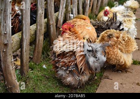 Im Normanndorf auf dem Stansted Mountfitchet Castle tuscheln sich Hahner und Hühner ((Gallus gallus domesticus) neben einem Holzzaun. Stockfoto