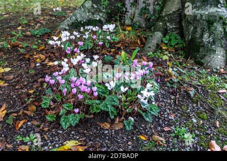 Cyclamen blüht neben den Wurzeln eines Baumes. Im Herbst. Stockfoto