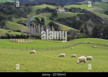 Hügel von Mahurangi Ost im Scandrett Regional Park mit grünen Weiden und Flecken der Erholung einheimischen Busch bedeckt. Stockfoto