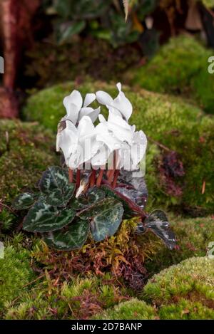 Cyclamen blüht und Moos in einem geschlossenen Garten. Landschaft, Gartenblumenarrangement. Stockfoto