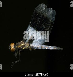 Springs, 1/4 Meilen westlich von Refuge Headquarters, Bitter Lake National Wildlife Refuge, Chaves, New Mexico, USA, Libellula (Plathemis) subornata Hagen, Animalia, Arthropoda, Insecta, Odonata, Anisoptera, Libellulidae Stockfoto