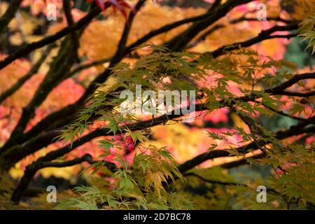 Herbstfarben. Acer und Ahornbäume in einer Farbenpracht, fotografiert im Westonburt Arboretum, Gloucestershire, Großbritannien im Monat Oktober. Stockfoto