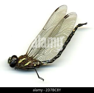 Vancouver Island, Hamilton Marsh, 3 km nordöstlich von Hilliers (S. Qualicum Beach), British Columbia, Kanada, Aeshna tuberculifera Walker, 1908, Animalia, Arthropoda, Insecta, Odonata, Anisoptera, Aeshnidae Stockfoto