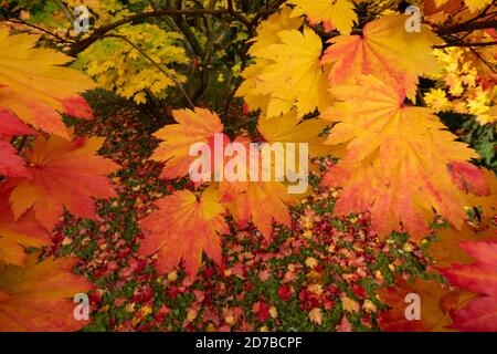 Herbstfarben. Acer und Ahornbäume in einer Farbenpracht, fotografiert im Westonburt Arboretum, Gloucestershire, Großbritannien im Monat Oktober. Stockfoto