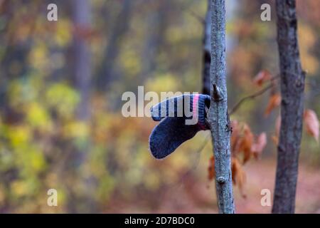 Ein Kinderhandschuh hängt an einem Ast, der in einem Naturlehrpfad im Wald entdeckt wurde. Stockfoto