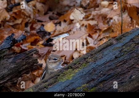 Ein östlicher Streifenhörnchen (Tamias striatus) späht im Herbst hinter einem nassen Baumstamm aus dem Wald. Stockfoto