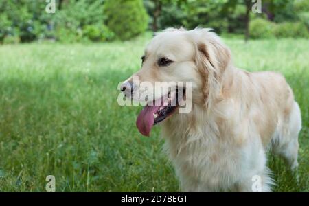 Schöner goldener Retriever Hund im Park Stockfoto