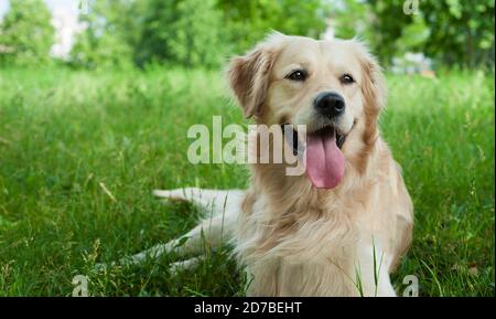 Schöner goldener Retriever Hund im Park Stockfoto