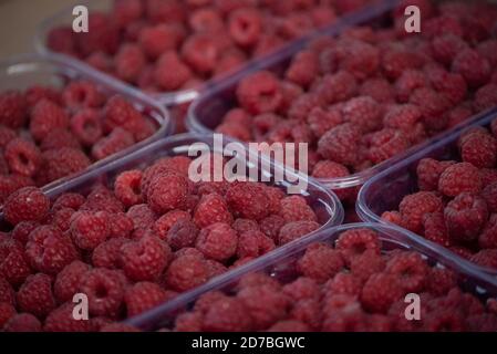 Frische, rote Himbeeren in Plastikobstbehälter. Frische Himbeere in Kunststoffbox auf dem Markt, bio gesunder Hintergrund Stockfoto