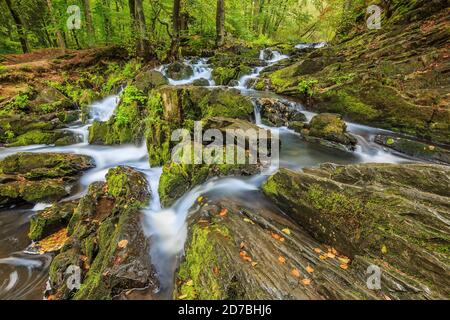 Selke Fluss mit moosbedeckten Felsen. Selke Wasserfall im Südharz mit Laubbäumen am Flussufer. Gelbe Blätter auf der Oberfläche des Stockfoto