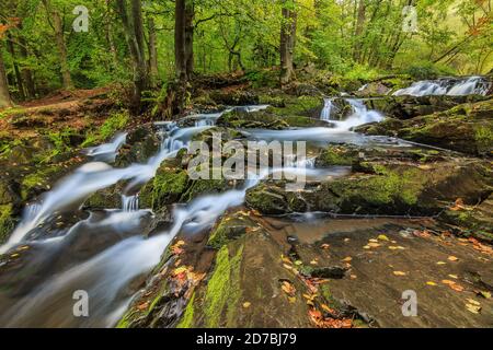 Selke Wasserfall in der Nähe der Stadt Stolberg. Fluss mit moosbedeckten Felsen und Steinen. Laubbäume am Flussufer. Gelbe Blätter auf dem Wasser surfen Stockfoto