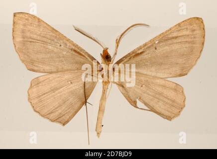 Pinned, St. Laurent du Maroni, Französisch-Guayana, Mecoceras pudibunda Thierry-Mieg, 1909, Animalia, Arthropoda, Insecta, Lepidoptera, Geometridae, Oenochrominae Stockfoto