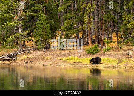 Grizzlybären und Elchkarkadaver wurden im Yellowstone National Park, Yellowstone River im Hayden Valley, im September 2020 getötet und bewachten bedecktes Fleisch und Ameisenbären Stockfoto