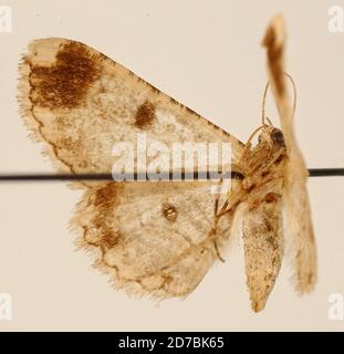 Pinned, Rio Salado, Santiago Del Estero, Argentina, Iridopsis subnotata Dognin, 1910, Animalia, Arthropoda, Insecta, Lepidoptera, Geometridae, Ennominae Stockfoto