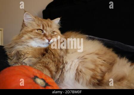 Ingwer, flauschige Katze und ein Kürbis für Halloween Stockfoto