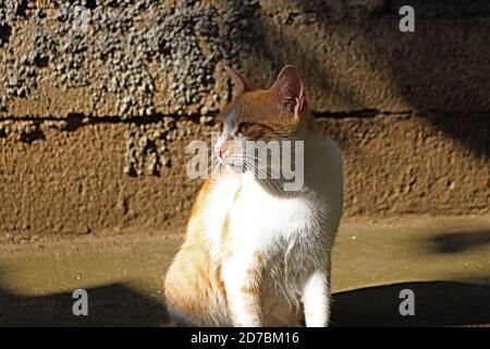 Orange weiße Katze in den Lichtern und Schatten Stockfoto