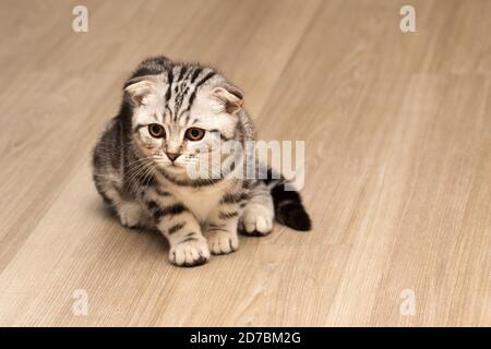 Nahaufnahme einer abgestreiften, mürrischen Katze, die darauf sitzt Ein laminierter Boden zu Hause Stockfoto