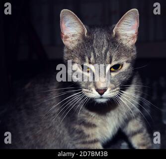 Gruselig, ernst, Halloween Katze Stockfoto