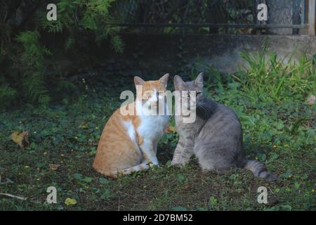 Ingwer und graue Katze sitzen in einem grünen Garten Stockfoto