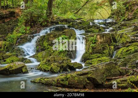 Selke Wasserfall mit Felsen im Südharz. Fluss im Harz mit moosbedeckten Steinen. Laubbäume und Farne am Flussufer mit saisonalen Stockfoto