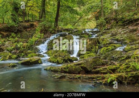 Selke Wasserfall mit Felsen im Südharz. Fluss im Harz mit moosbedeckten Steinen. Farne und Laubbäume am Flussufer im Herbst Stockfoto