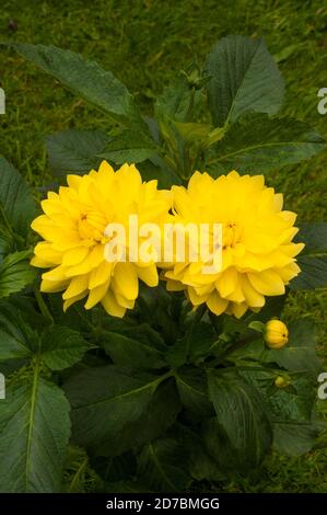 Eine Nahaufnahme von Dahlia Yellow Vectra eine dekorative oder Essteller Doppel Dahlia.That blüht im Sommer EINE tuberöse Staude Das mag volle Sonne Stockfoto