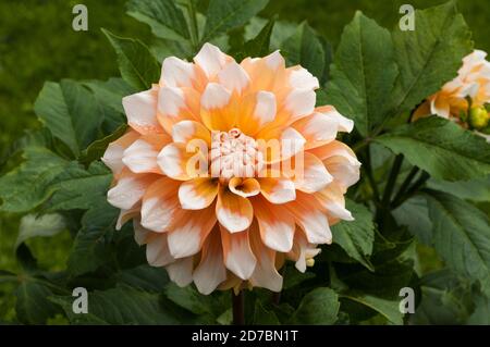 Eine Nahaufnahme von Dahlia Seattle ein dekoratives oder Abendessen Platte doppelt dahlia.That blüht im Sommer EINE tuberöse Staude, die Mag volle Sonne Stockfoto