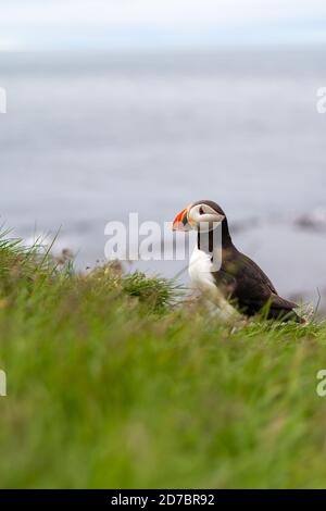 Papageientaucher auf den Klippen von Latrabjarg, einem Vorgebirge und dem westlichsten Punkt Islands. Heimat von Millionen Papageitauchern, Tölpeln, Guillemots und Razorbill Stockfoto