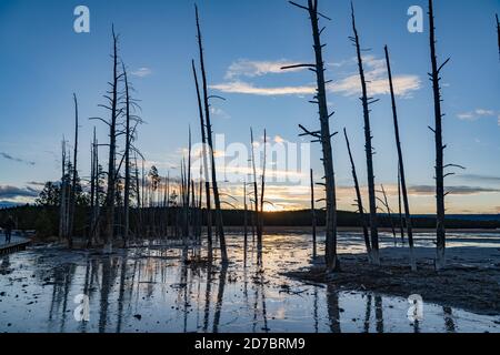 Krasse Baumstähle stehen im heißen Quellbecken bei Sonnenuntergang im Yellowstone National Park, Wyoming Stockfoto