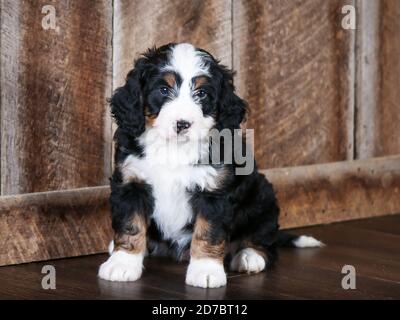 Dreifarbige F1 Mini Bernedoodle mit 8 Wochen. Blick auf die Kamera in der Herbstszene Stockfoto