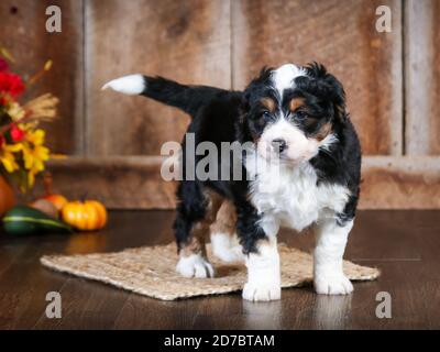 Dreifarbige F1 Mini Bernedoodle mit 8 Wochen. Blick auf die Kamera in der Herbstszene Stockfoto