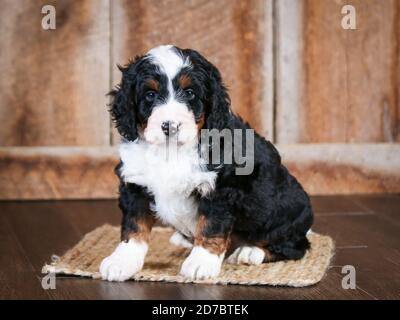 Dreifarbige F1 Mini Bernedoodle mit 8 Wochen. Blick auf die Kamera in der Herbstszene Stockfoto