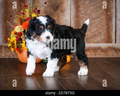 Dreifarbige F1 Mini Bernedoodle mit 8 Wochen. Blick auf die Kamera in der Herbstszene Stockfoto