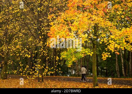 Bunte Blätter von Norwegen Ahornbaum im Herbst, UK. Farbverlauf von rot bis grün, Herbst, Blätter. Zwei Personen gehen vorbei Stockfoto