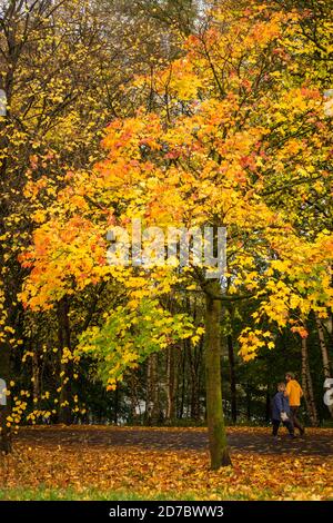 Bunte Blätter von Norwegen Ahornbaum im Herbst, UK. Farbverlauf von rot bis grün, Herbst, Blätter. Zwei Personen gehen vorbei Stockfoto