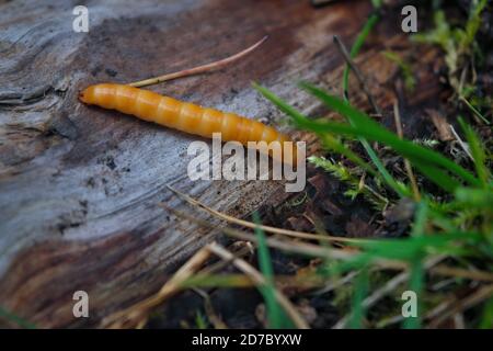 Wireworm - Larven von Agriotes eine Käferart aus der Familie der Elateridae. Es ist allgemein bekannt als der ausgekleidete Klickkäfer. Stockfoto