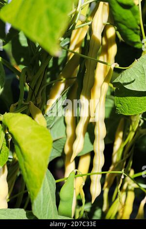 Eine Gruppe gelber Wachsbohnen, die an der Pflanze hängen Stockfoto